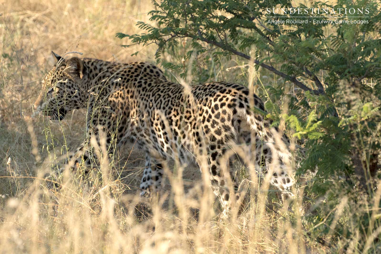 Leopard Cub at Ezulwini Game Lodges Leopard Cub at Ezulwini Game Lodges
