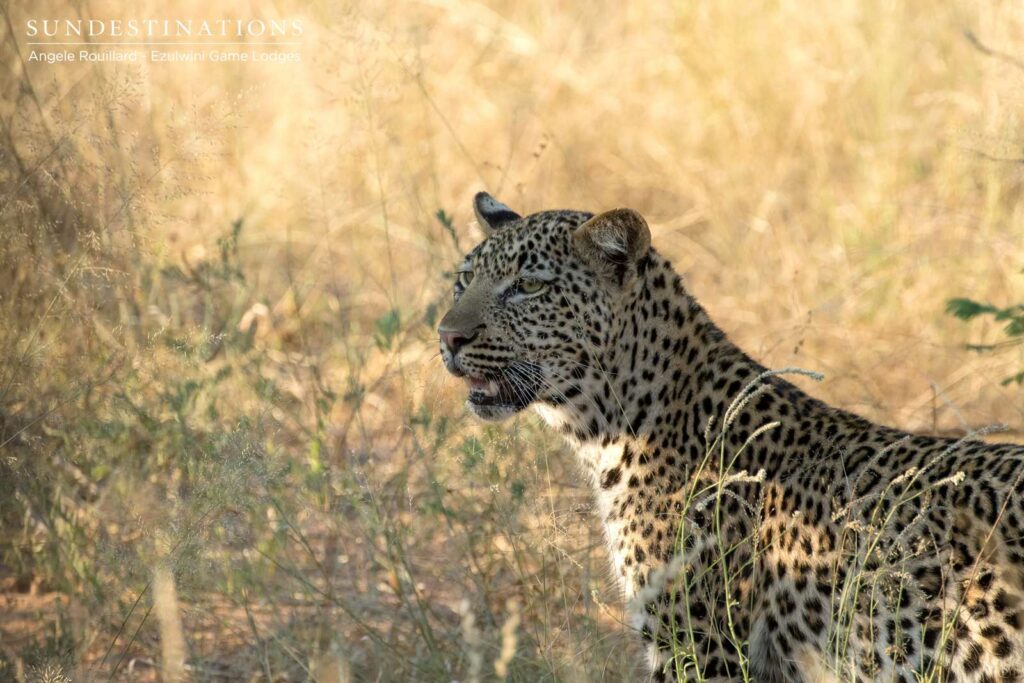 Ezulwini Leopards