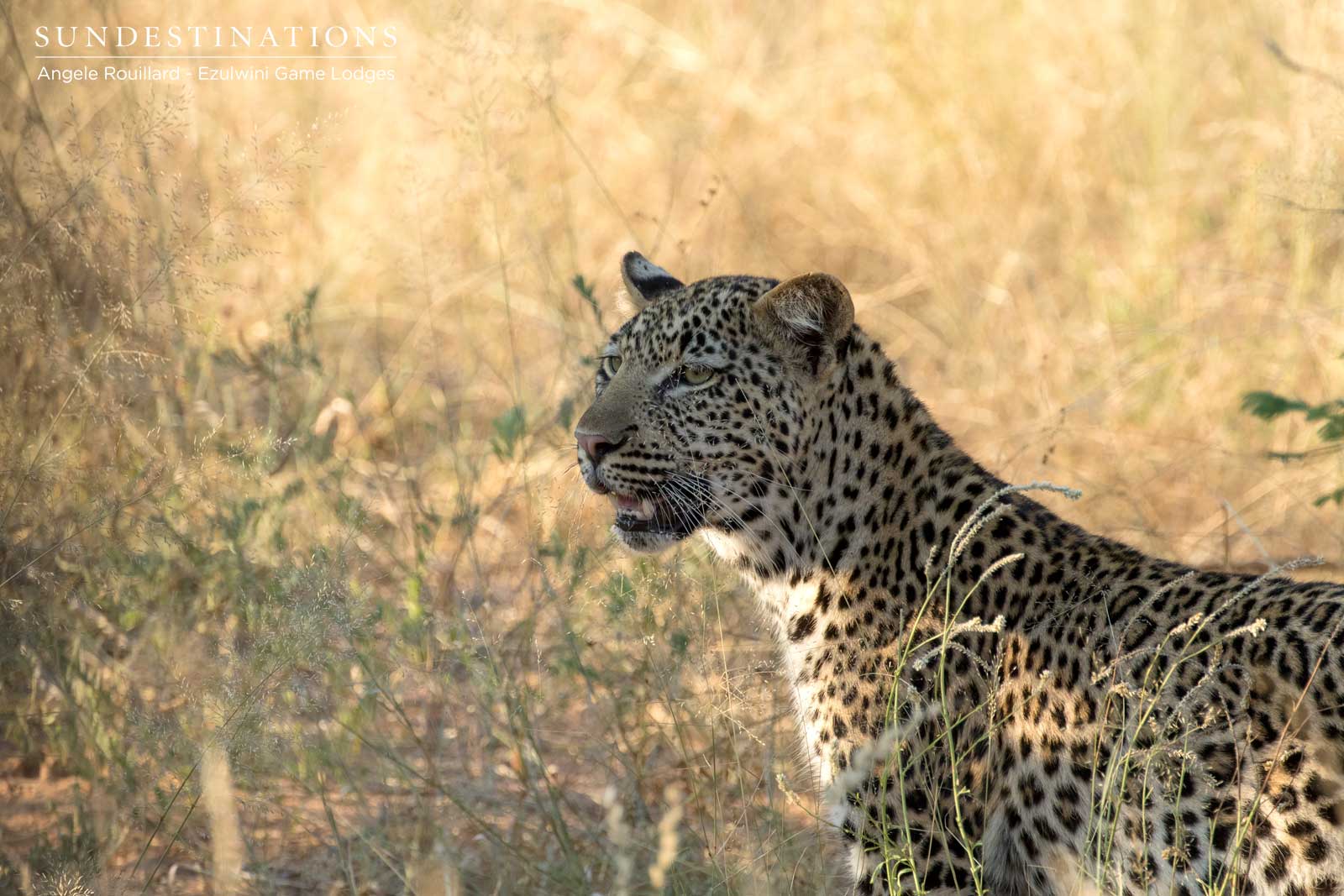 Ezulwini Leopards Ezulwini Leopards