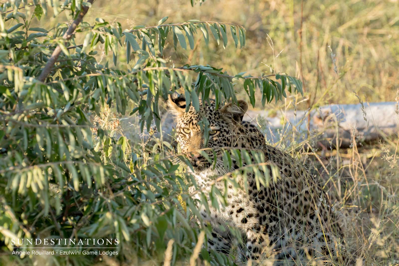 Leopard Cub in Ezulwini Leopard Cub in Ezulwini