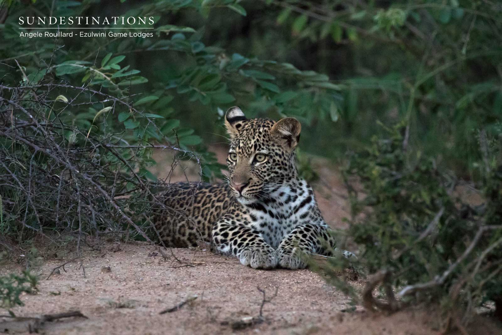 New Leopard Cub in Balule Nature Reserve New Leopard Cub in Balule Nature Reserve