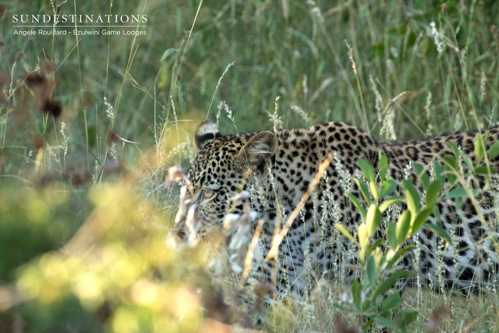 Leopard Cub at Ezulwini Leopard Cub at Ezulwini