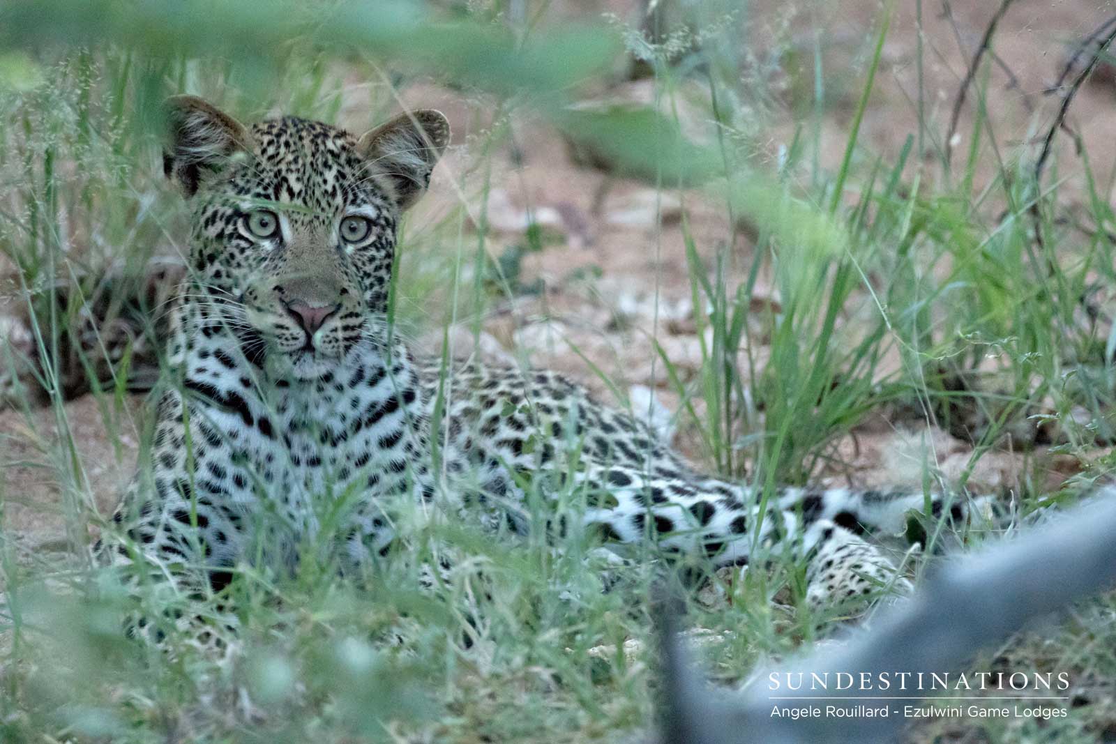 Sub-adult Leopard at Ezulwini Sub-adult Leopard at Ezulwini