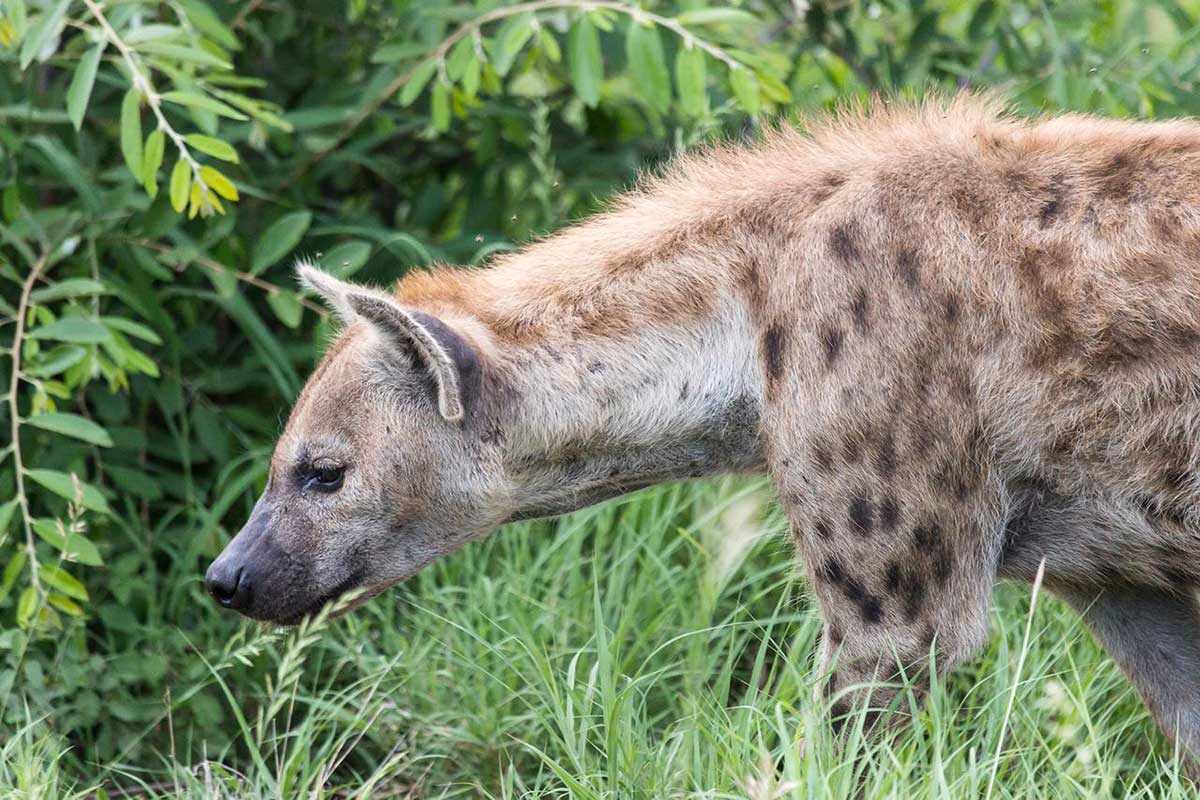 Hyena in Klaserie Hyena in Klaserie