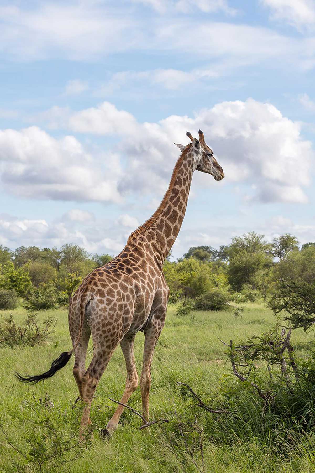 Klaserie Giraffe Klaserie Giraffe