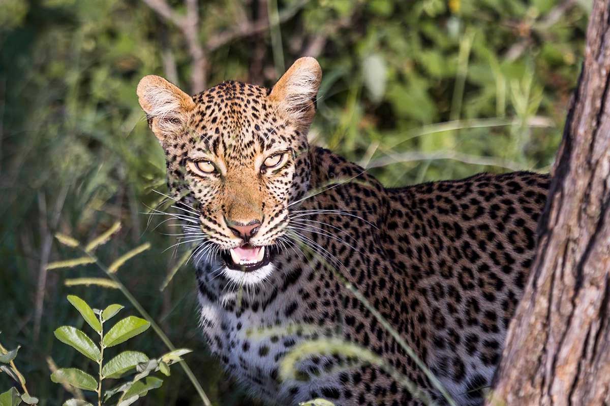 Leopard in Klaserie Leopard in Klaserie