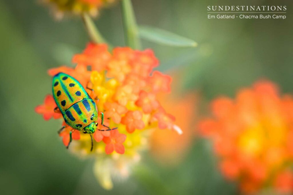 Beetles Up Close