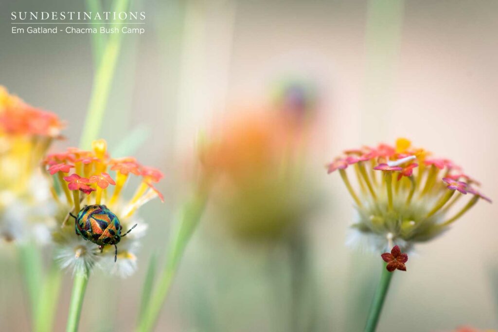 Fauna and Flora Up Close