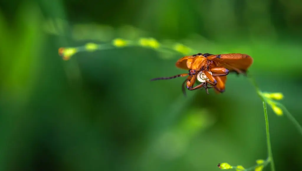 Insects Up Close in Klaserie