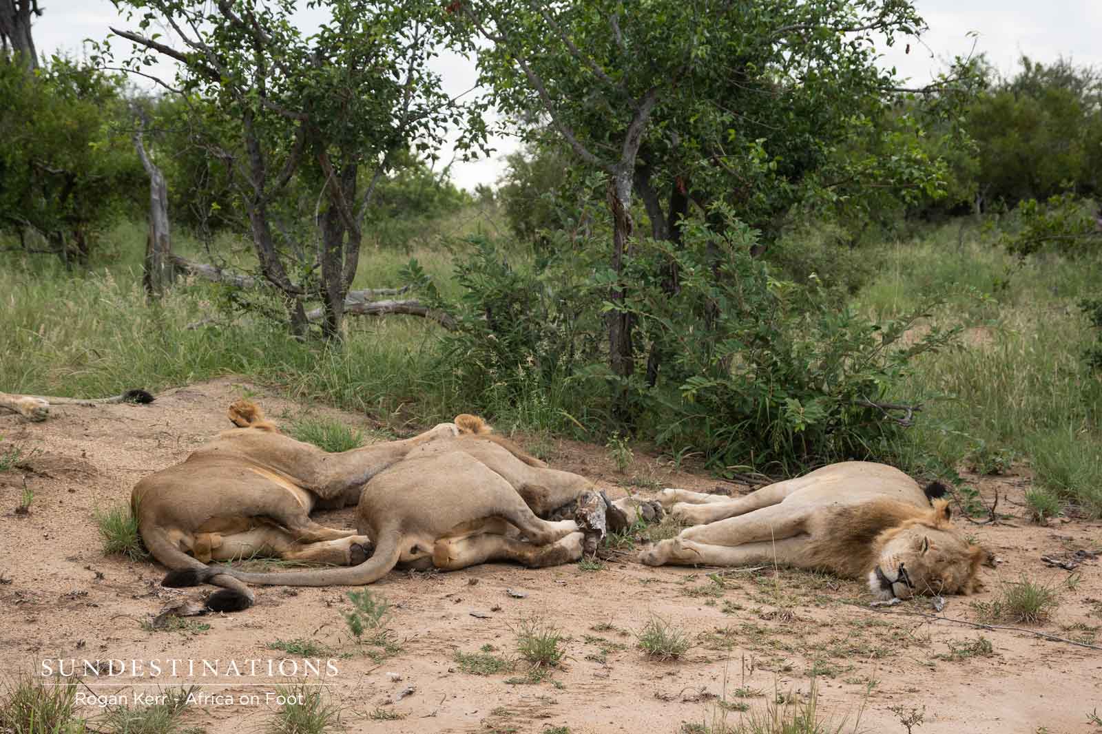 River Pride of 9 Sleeping River Pride of 9 Sleeping