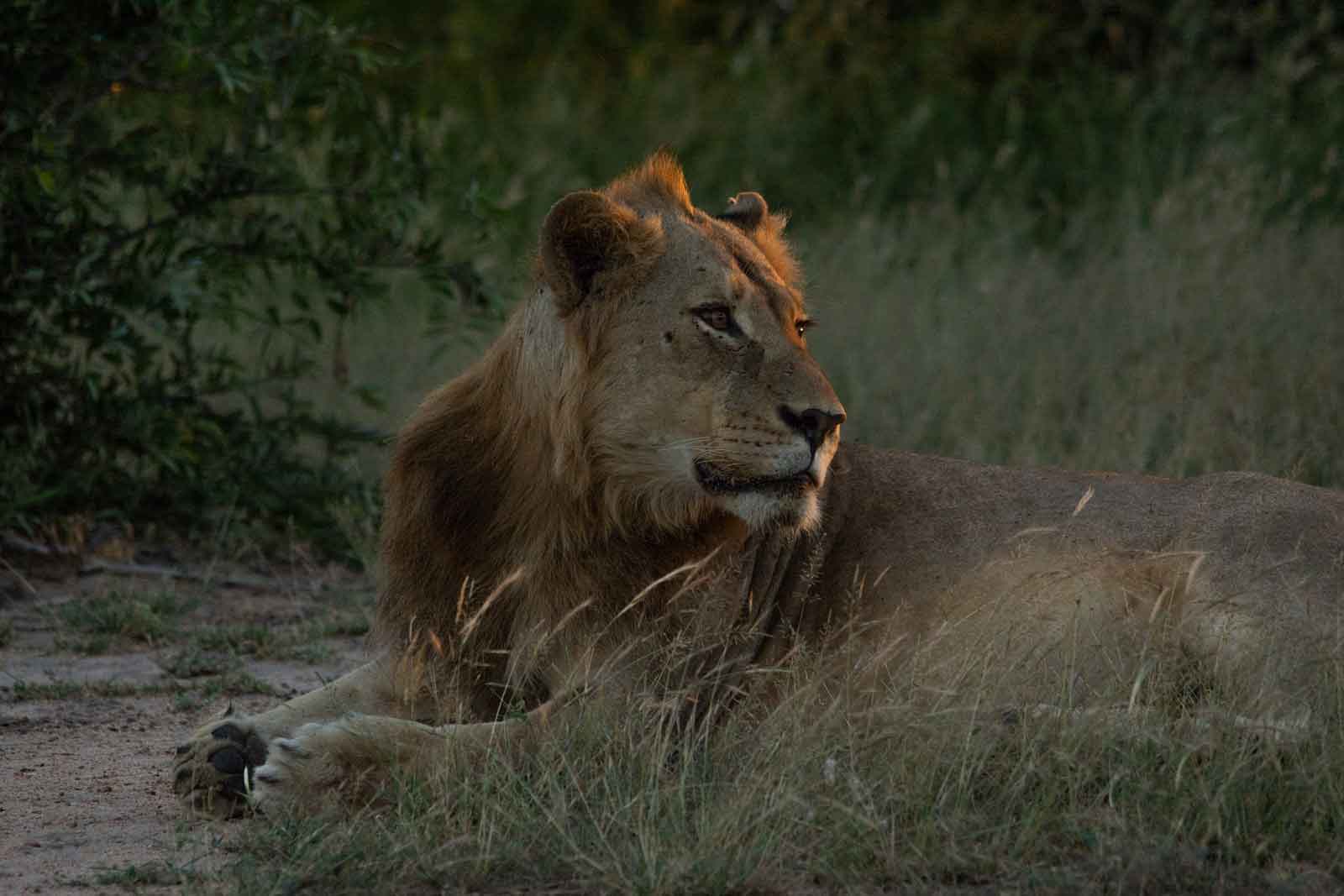 River Pride Male Lion River Pride Male Lion