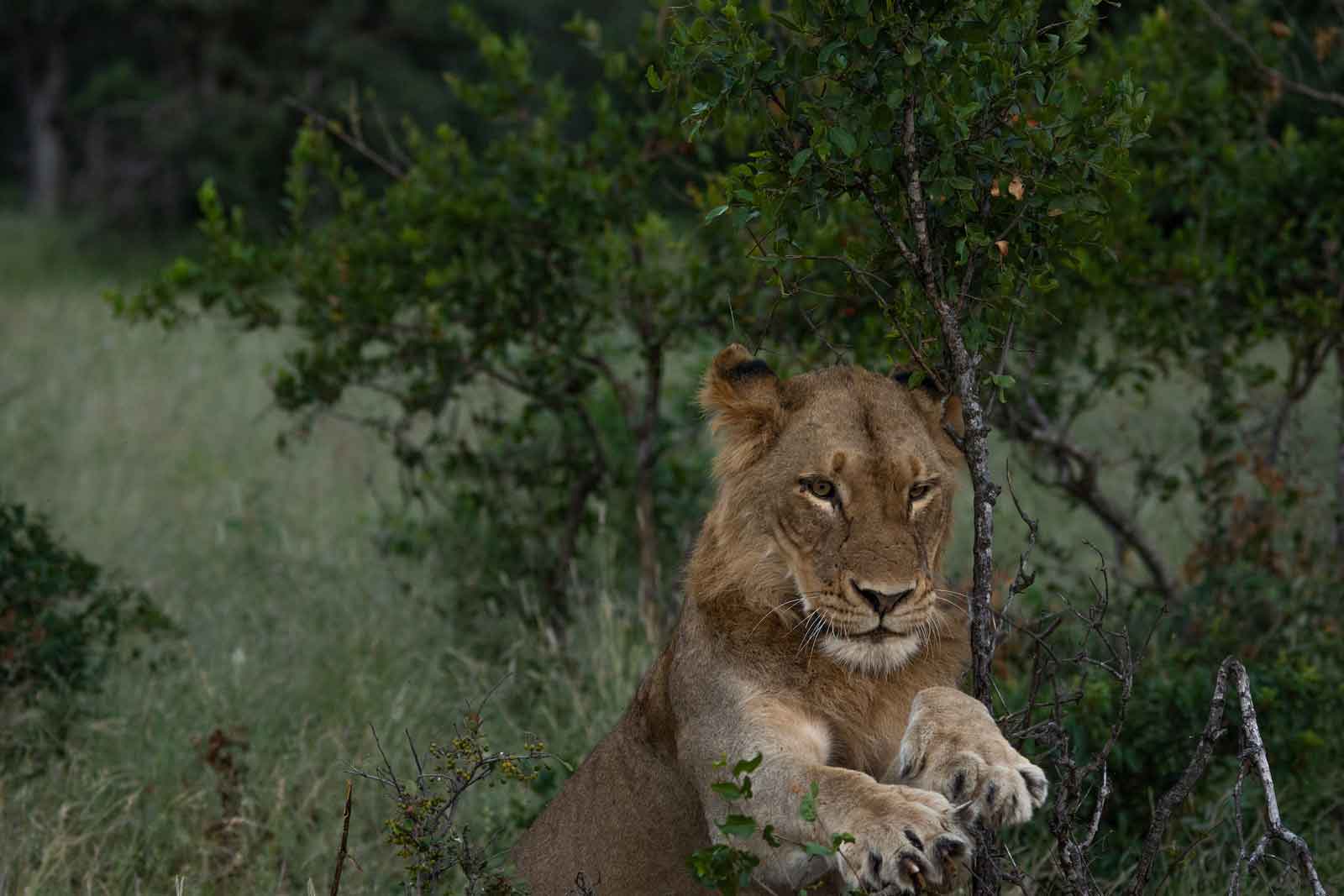River Pride Male Lion River Pride Male Lion