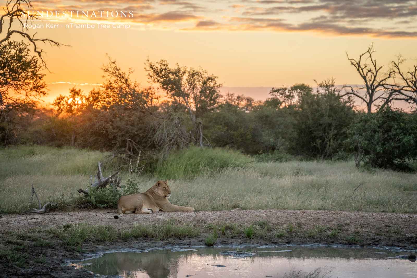 River Pride nThambo Tree Camp River Pride nThambo Tree Camp