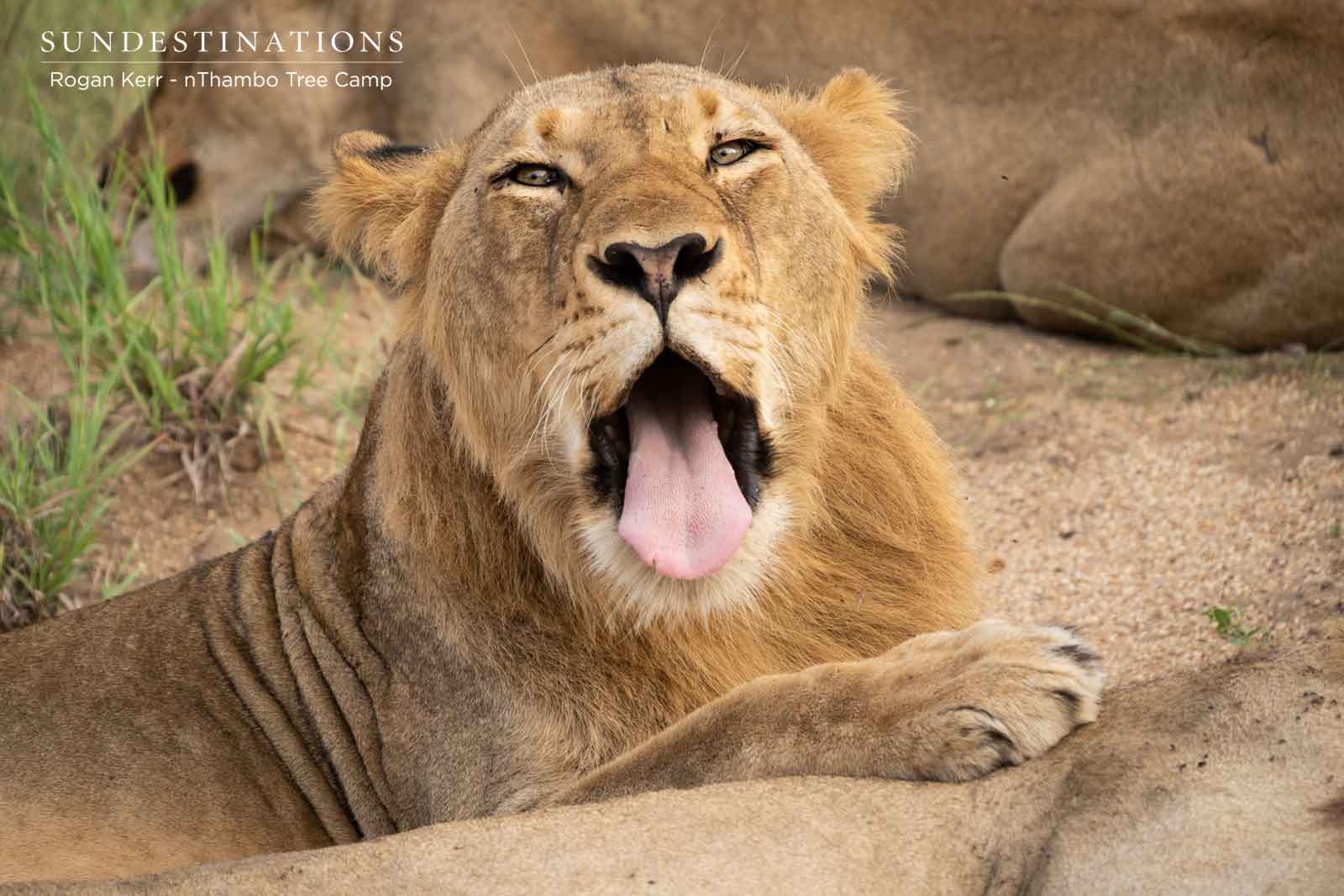 River Pride nThambo Lions River Pride nThambo Lions
