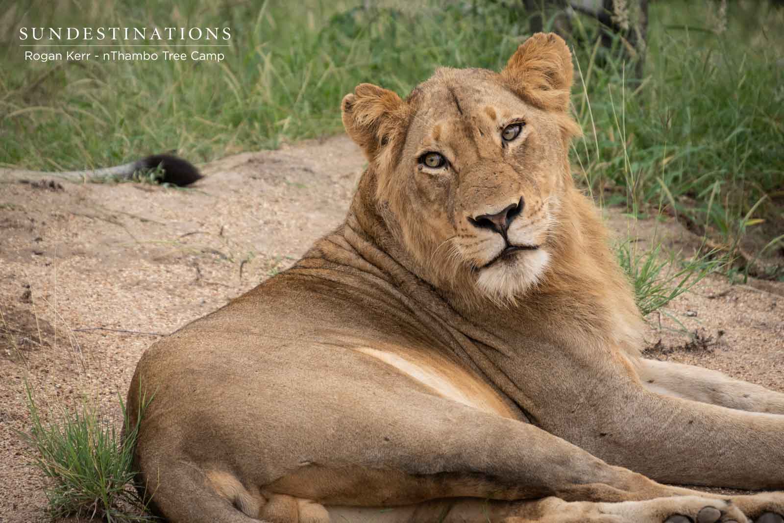 River Pride nThambo Lions River Pride nThambo Lions