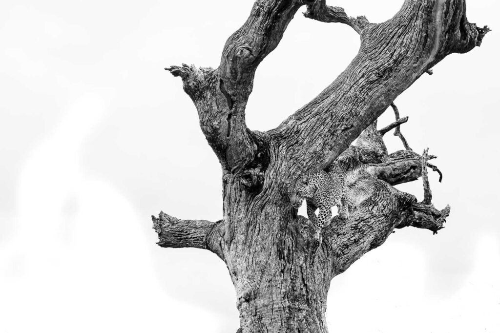 Africa on Foot Leopards