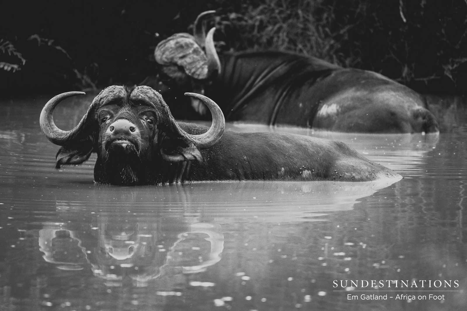 Cape Buffalo in Waterhole Cape Buffalo in Waterhole