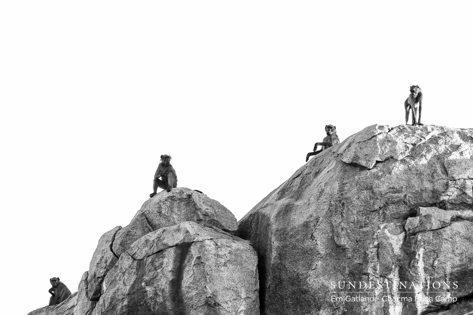 Chacma Baboons Chacma Baboons