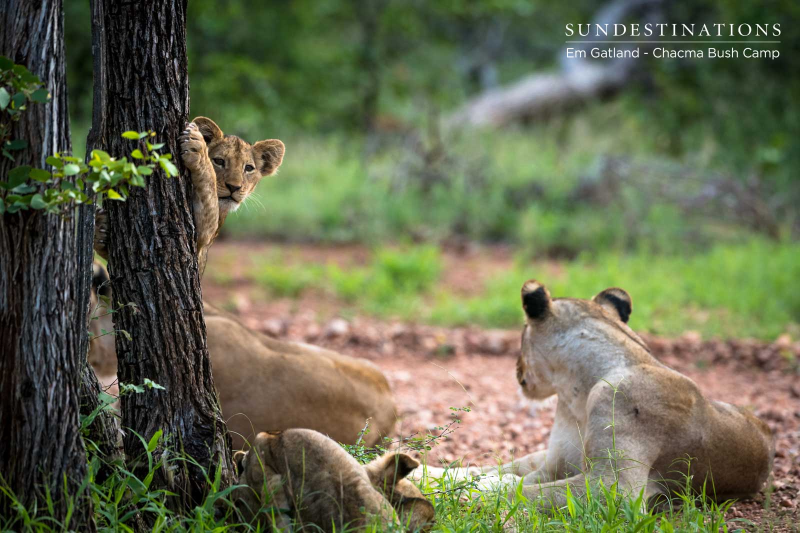Lion Cubs at Chacma Lion Cubs at Chacma