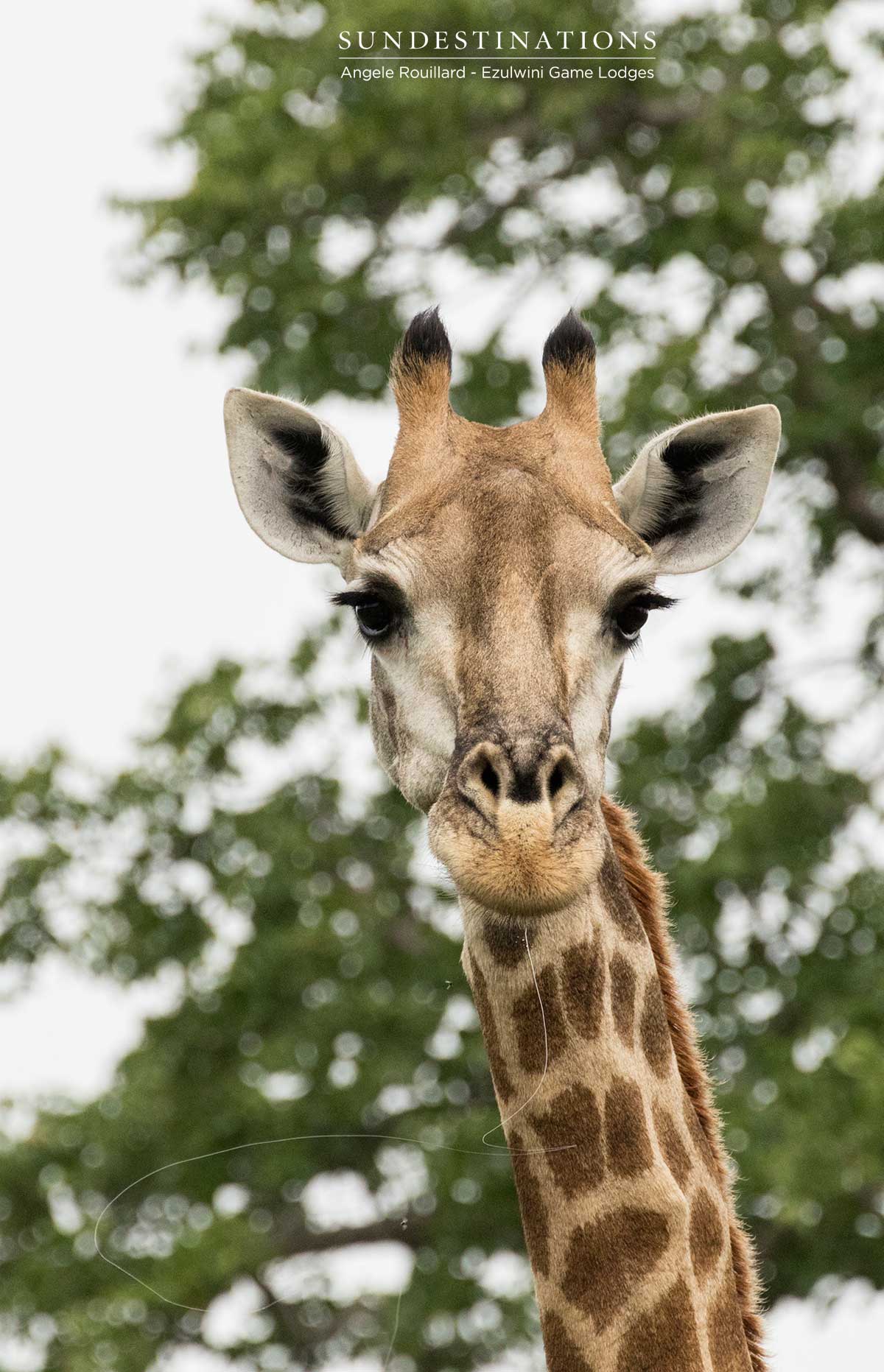 Giraffe at Ezulwini Giraffe at Ezulwini