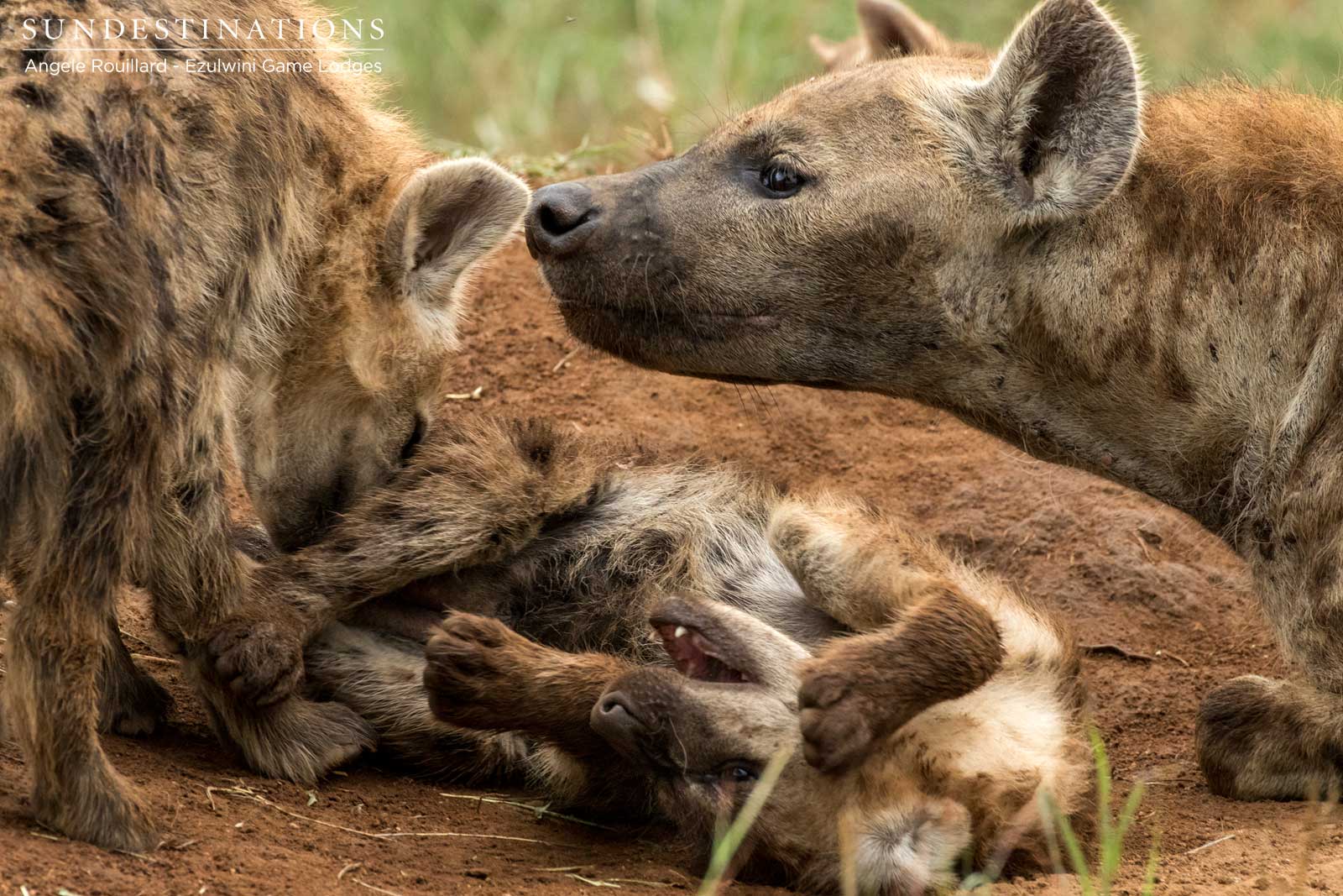 Hyena at Ezulwini Game Lodges Hyena at Ezulwini Game Lodges