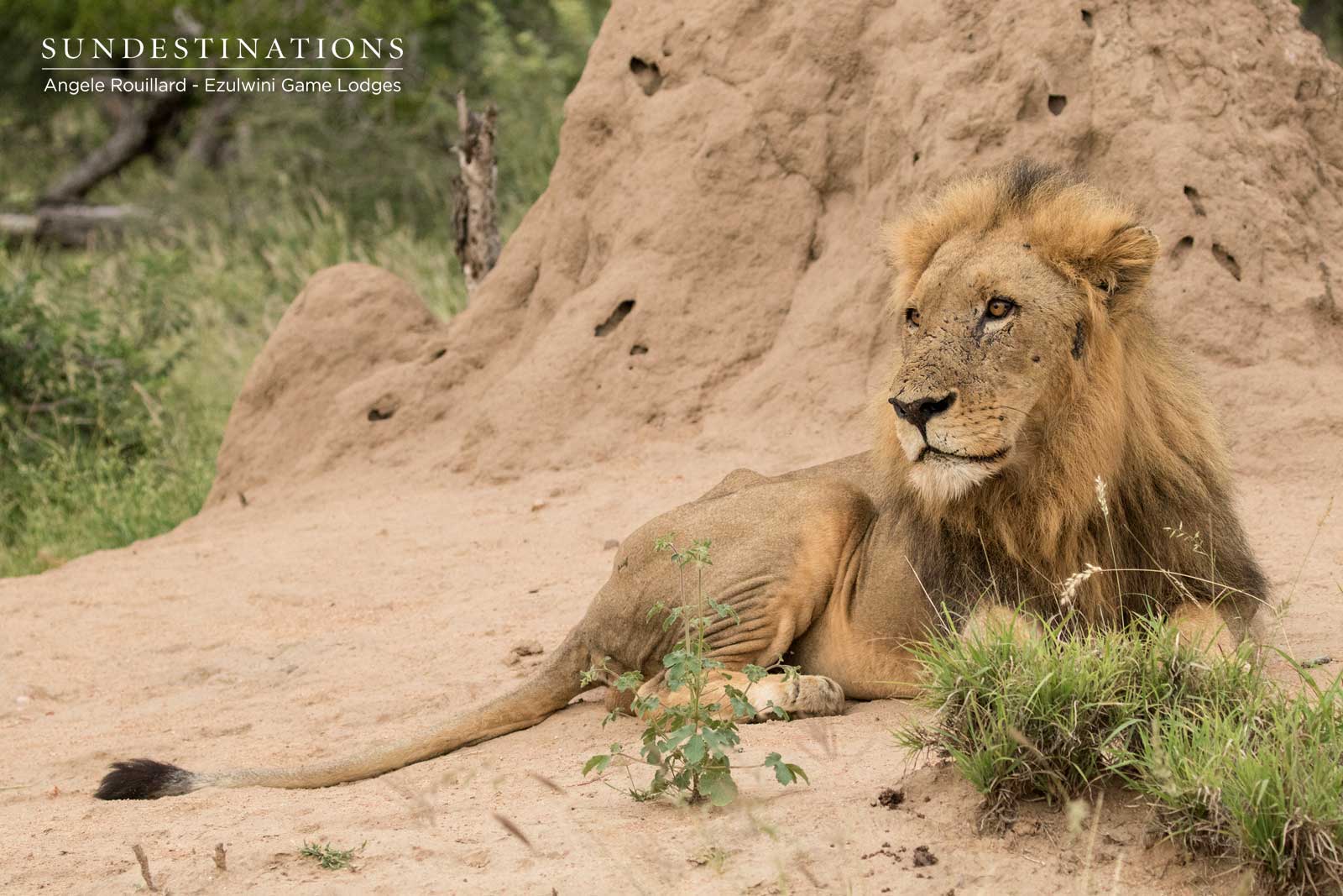 Machaton Lions - Ezulwini Machaton Lions - Ezulwini