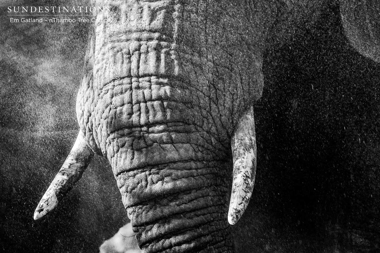 Elephants at nThambo Tree Camp Elephants at nThambo Tree Camp