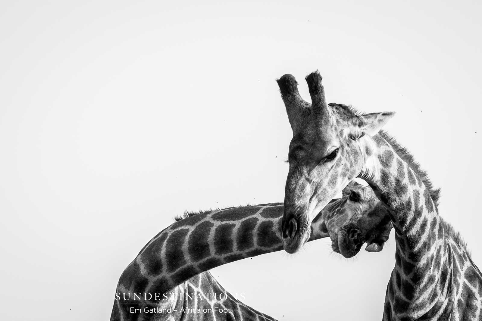 Giraffe Africa on Foot Giraffe Africa on Foot