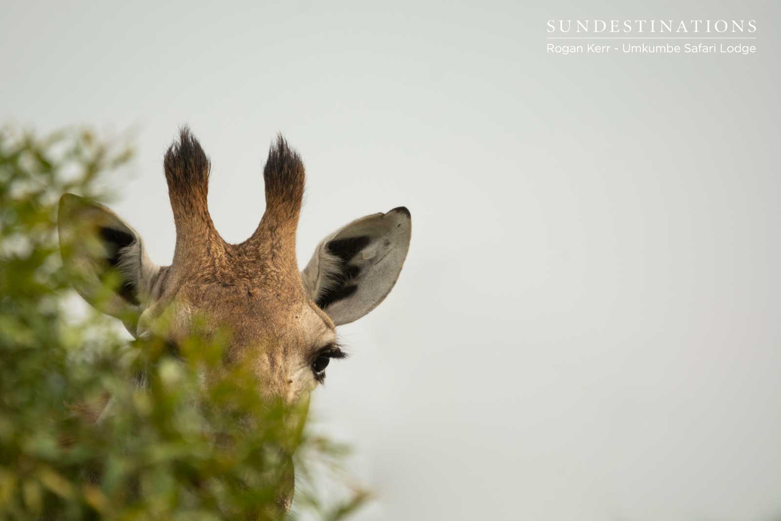Giraffe at Umkumbe Giraffe at Umkumbe