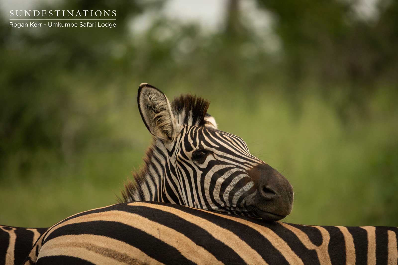 Zebra at Umkmbe Safari Lodge Zebra at Umkmbe Safari Lodge