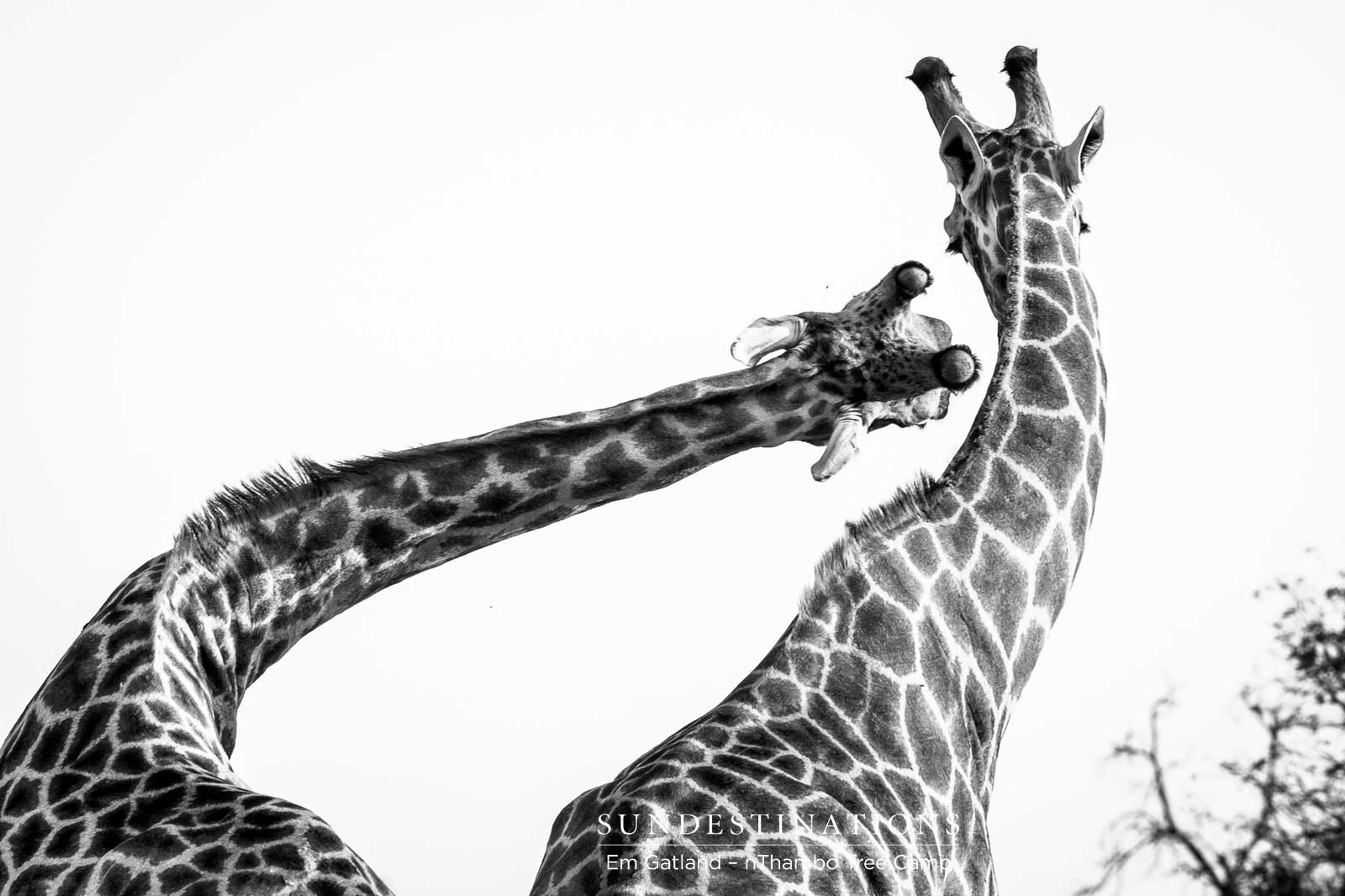 Giraffe at nThambo Giraffe at nThambo