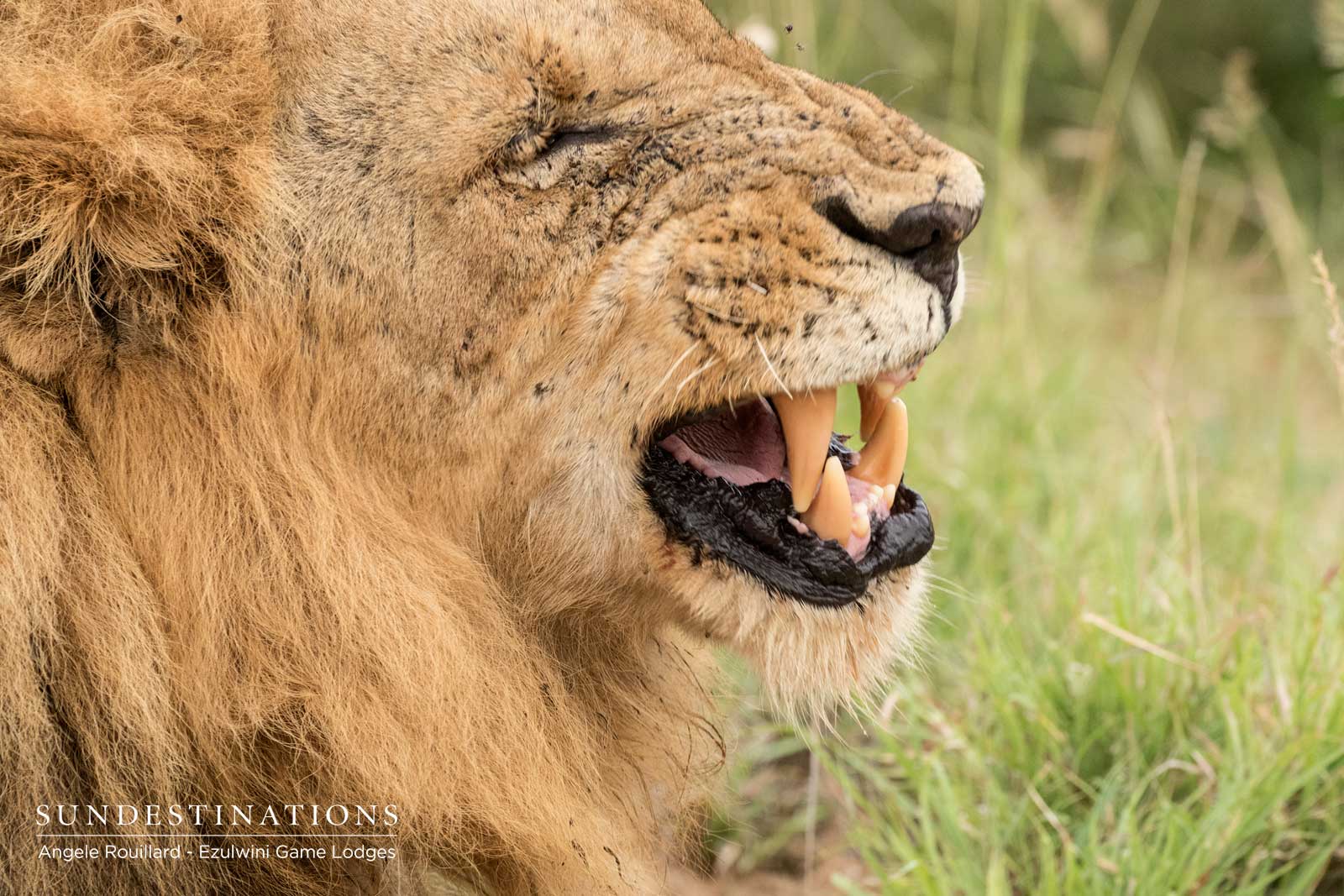 Face of the Machaton Lions Face of the Machaton Lions