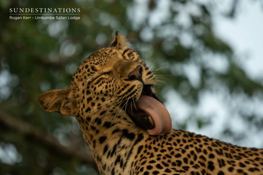 Umkumbe Leopard in Sabi Sand