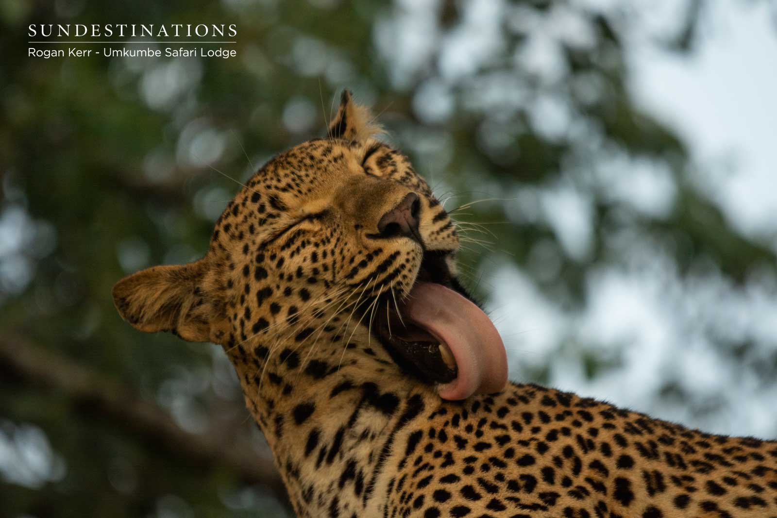 Umkumbe Leopard in Sabi Sand Umkumbe Leopard in Sabi Sand