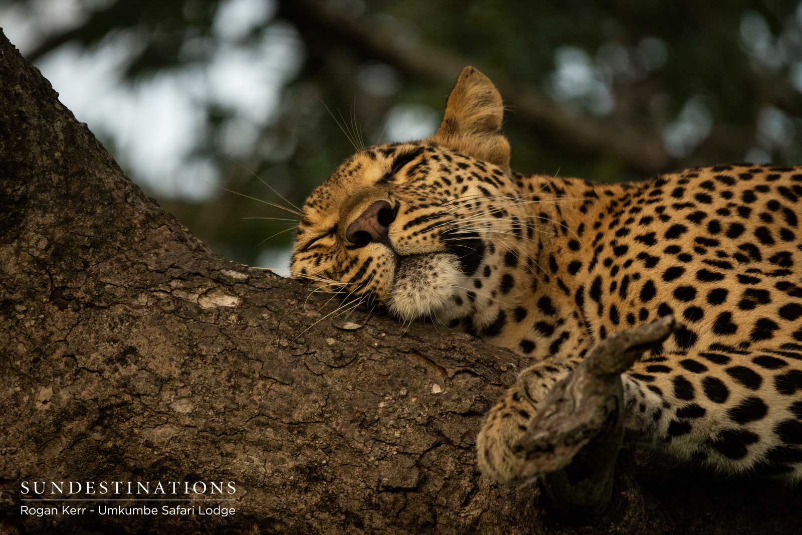 Leopards in Sabi Sand Leopards in Sabi Sand