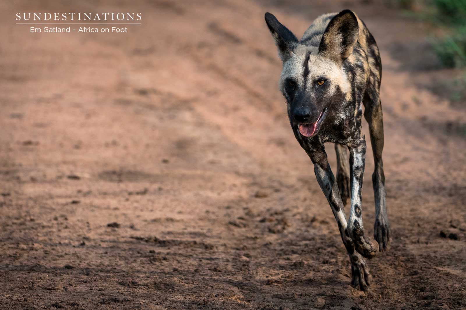 Wild Dog at Africa on Foot Wild Dog at Africa on Foot