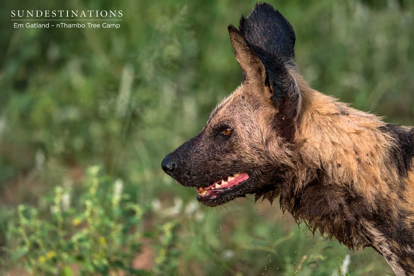 Wild Dogs at nThambo Tree Camp Wild Dogs at nThambo Tree Camp