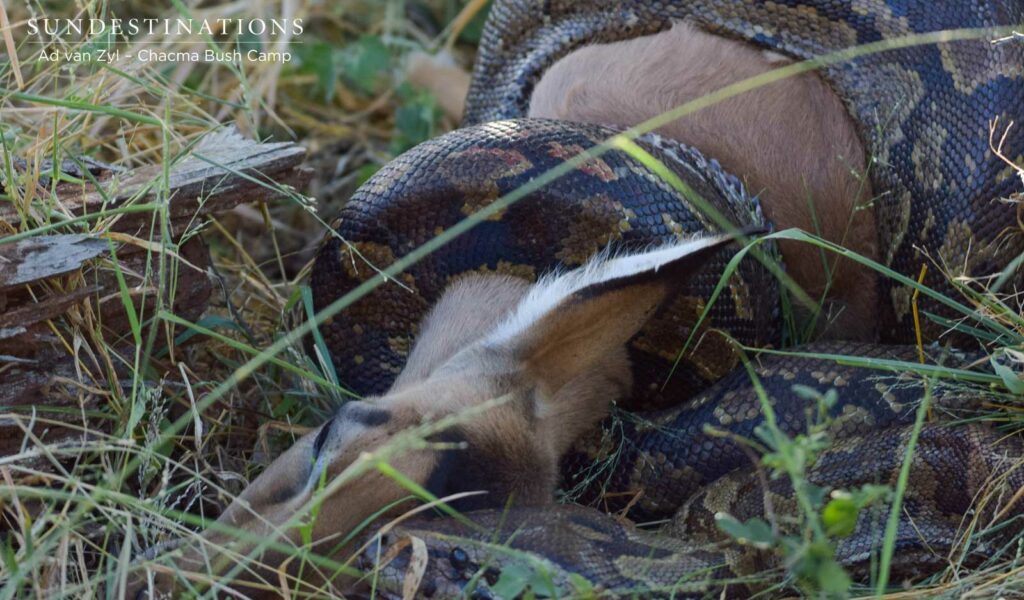 Rock Python Suffocating Prey