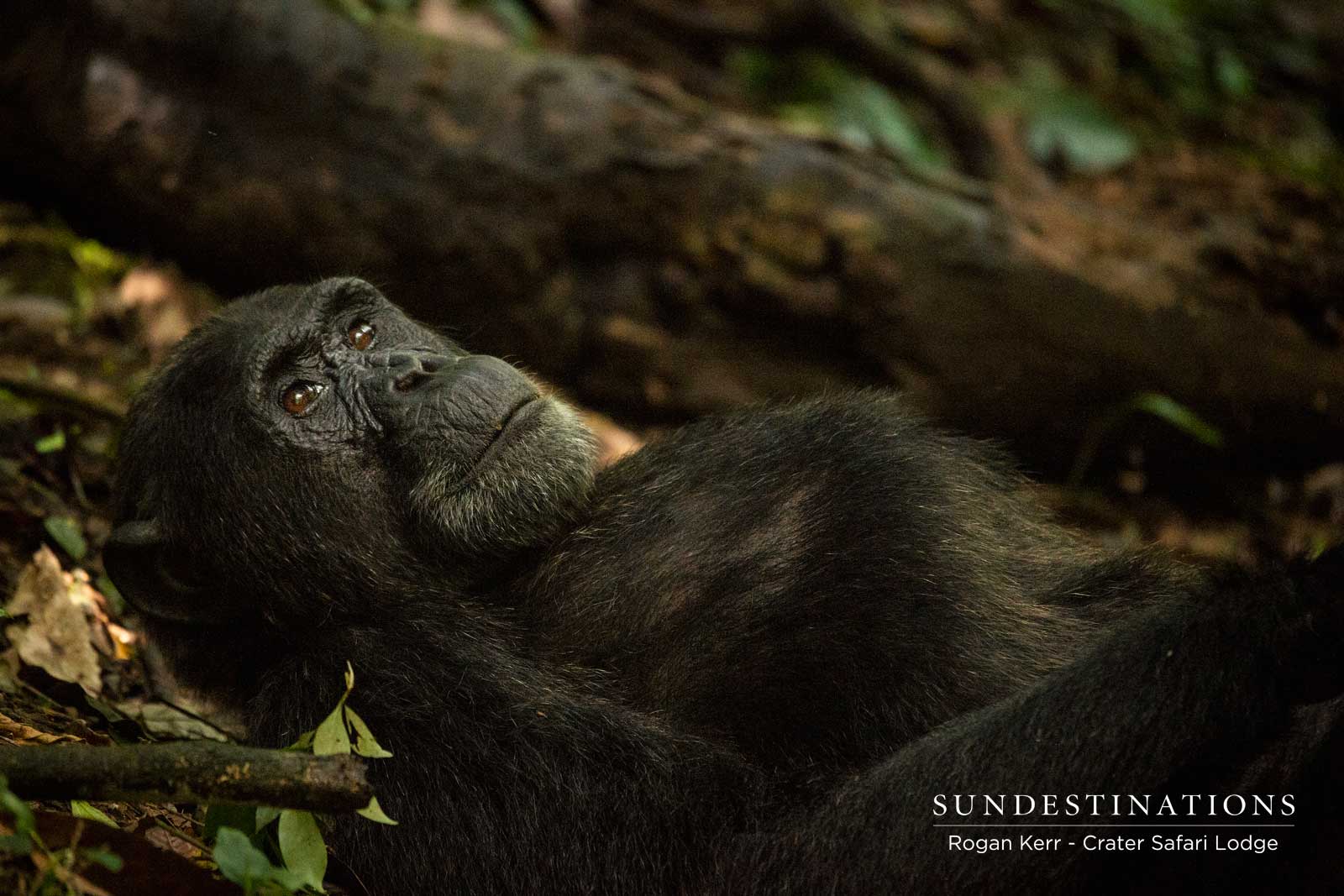 Crater Safari Lodge Chimpanzee Crater Safari Lodge Chimpanzee