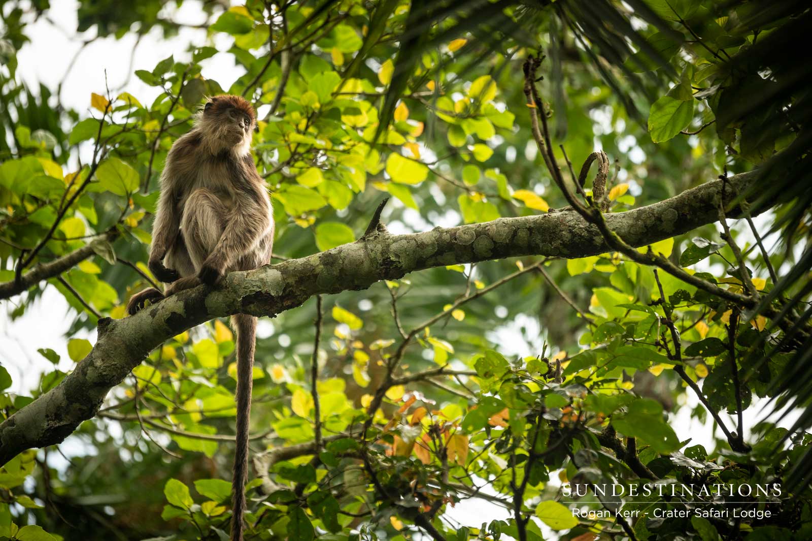 Crater Safari Lodge Monkeys Crater Safari Lodge Monkeys