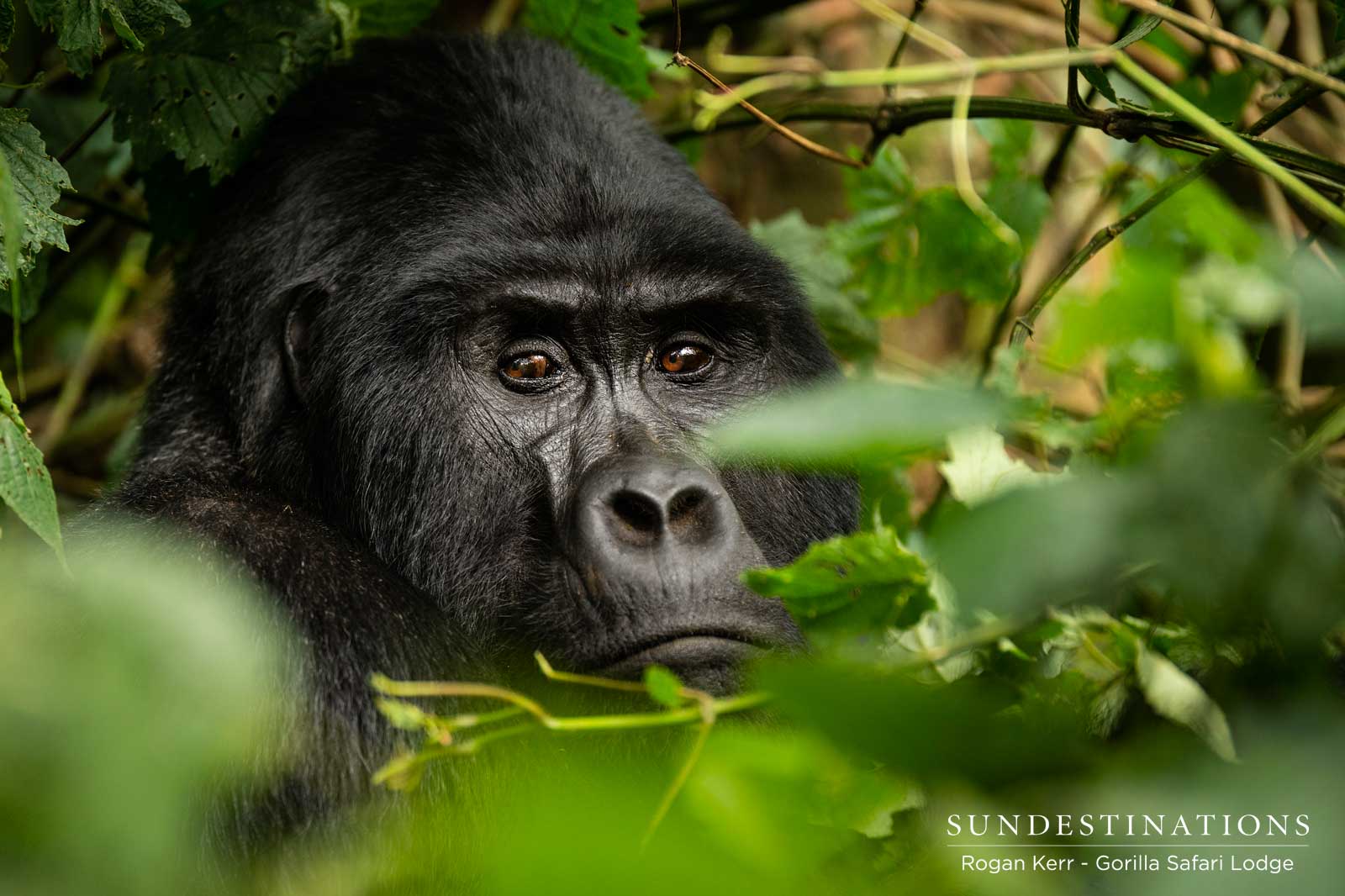 Gorilla Safari Lodge Gorillas Gorilla Safari Lodge Gorillas