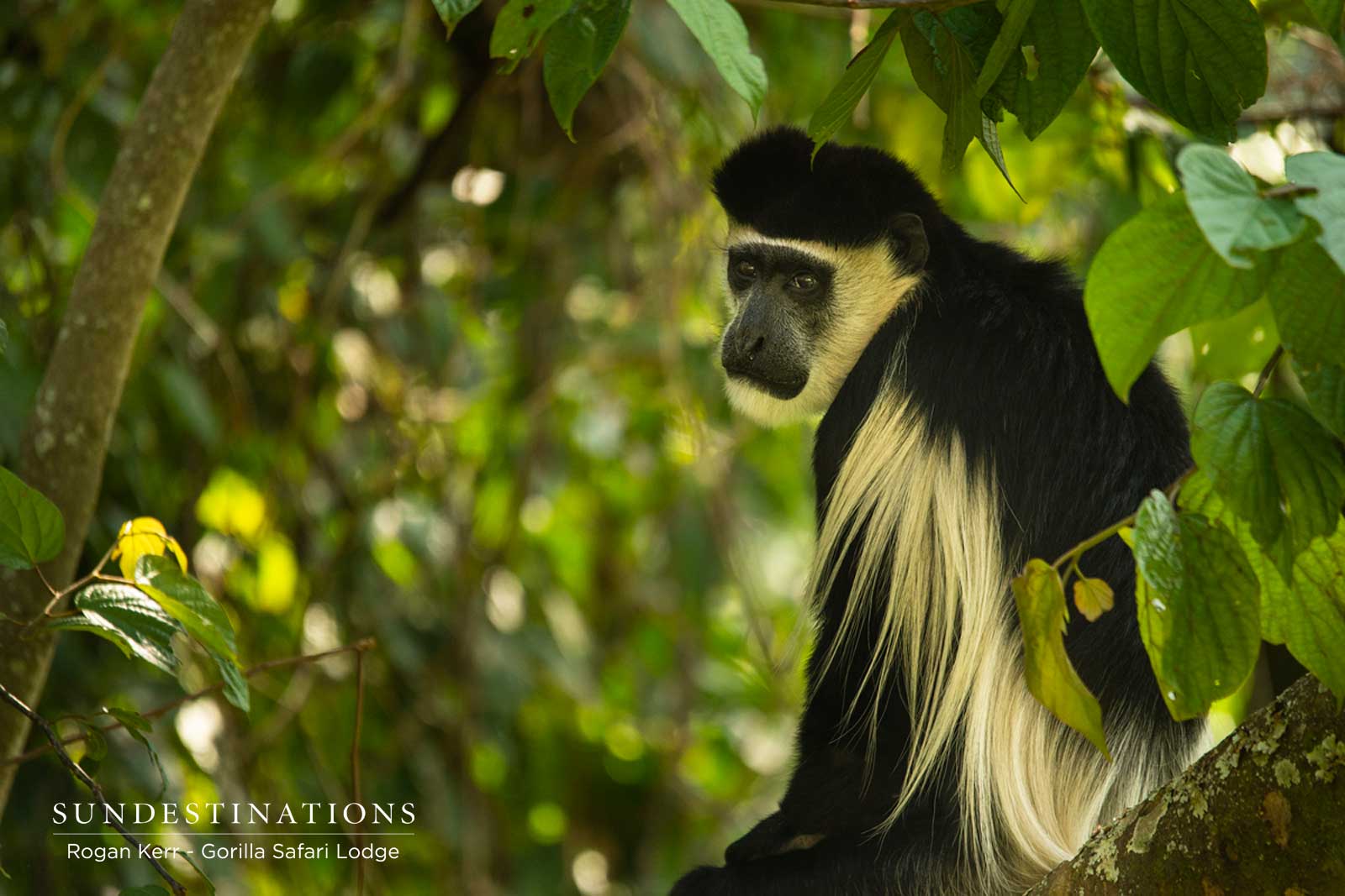 Gorilla Safari Lodge monkey Gorilla Safari Lodge monkey