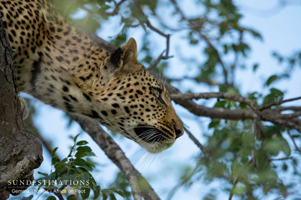 Leopard Africa on Foot