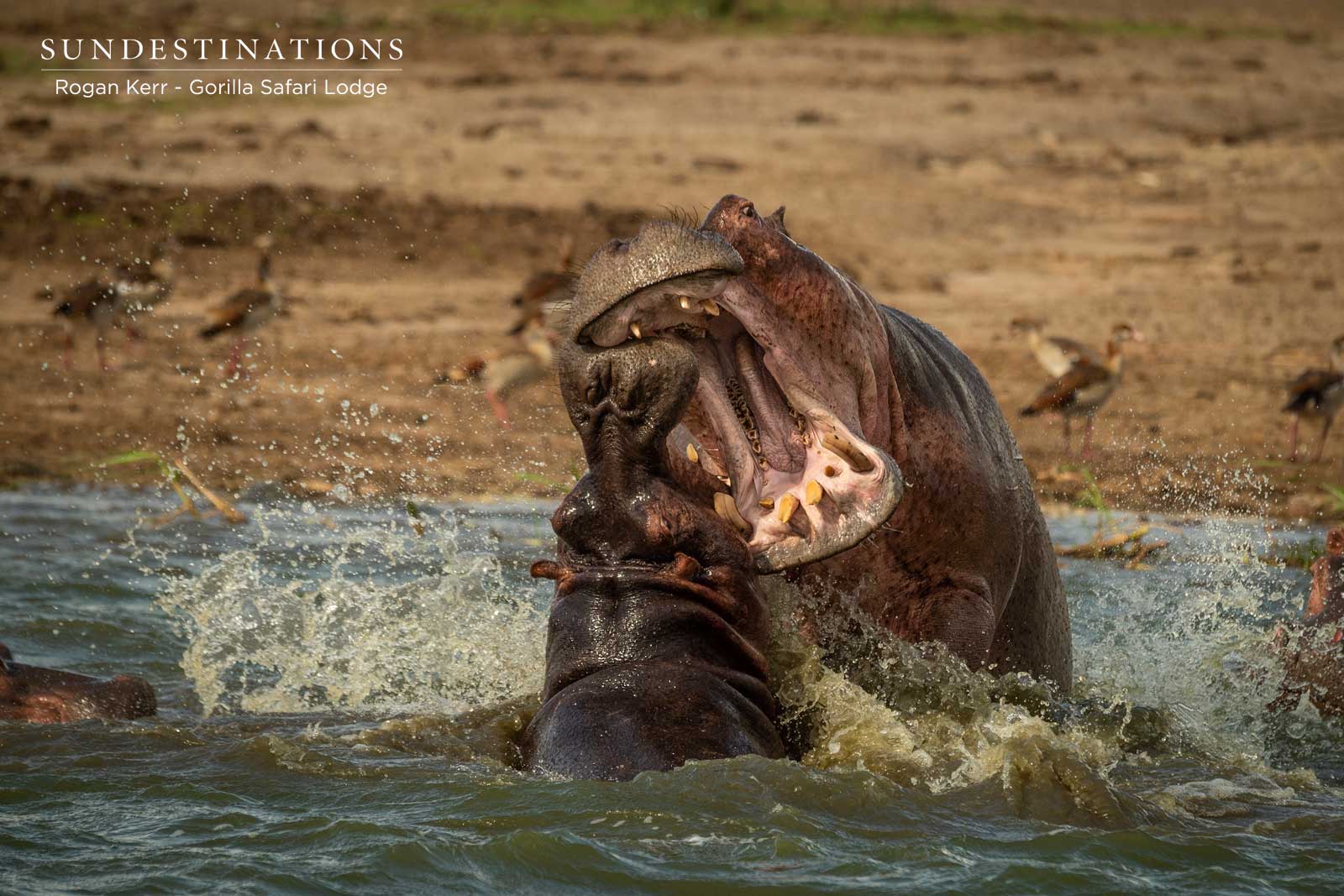 Hippos in Queen Elizabeth National Park Hippos in Queen Elizabeth National Park
