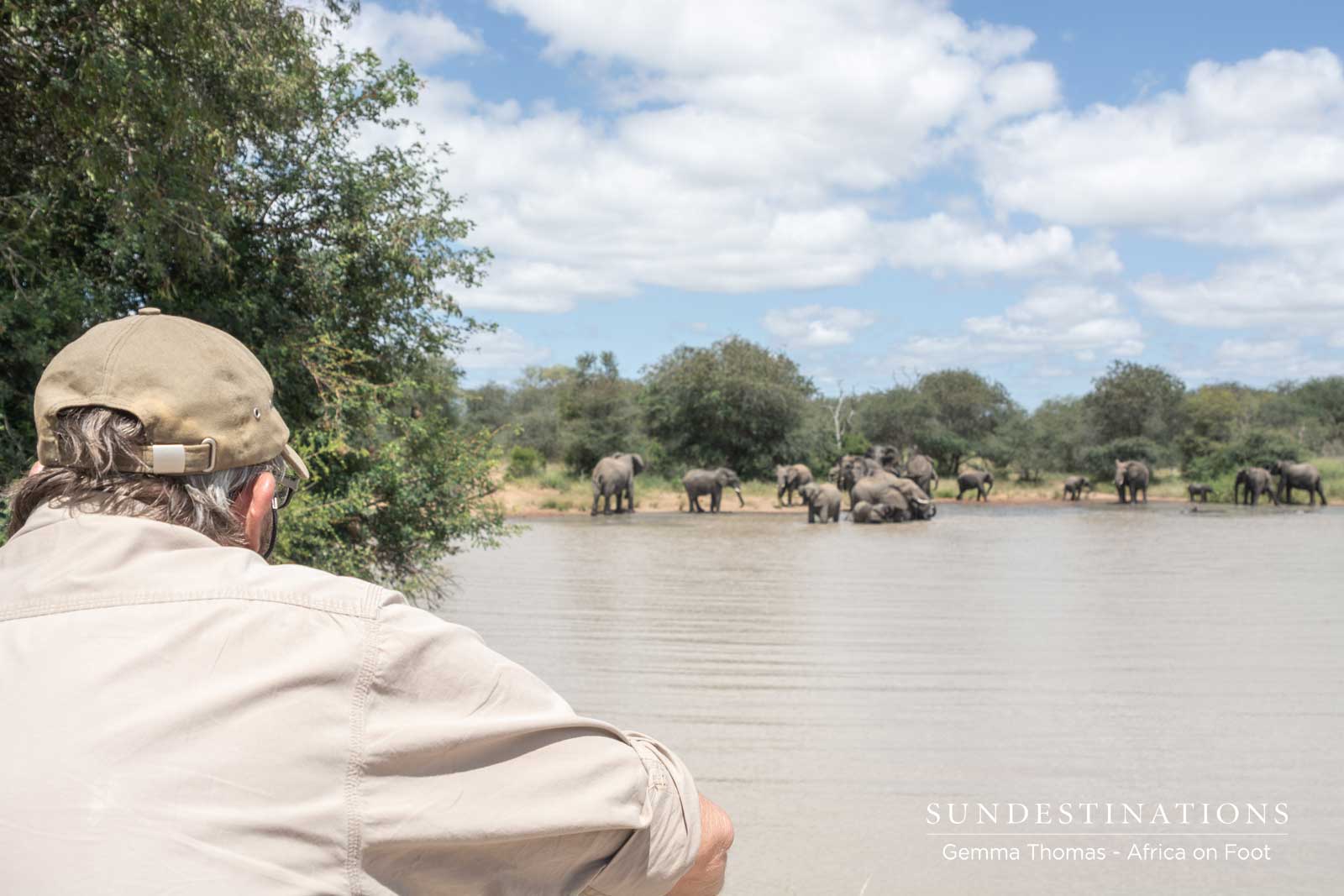Elephants at Africa on Foot Waterhole Elephants at Africa on Foot Waterhole