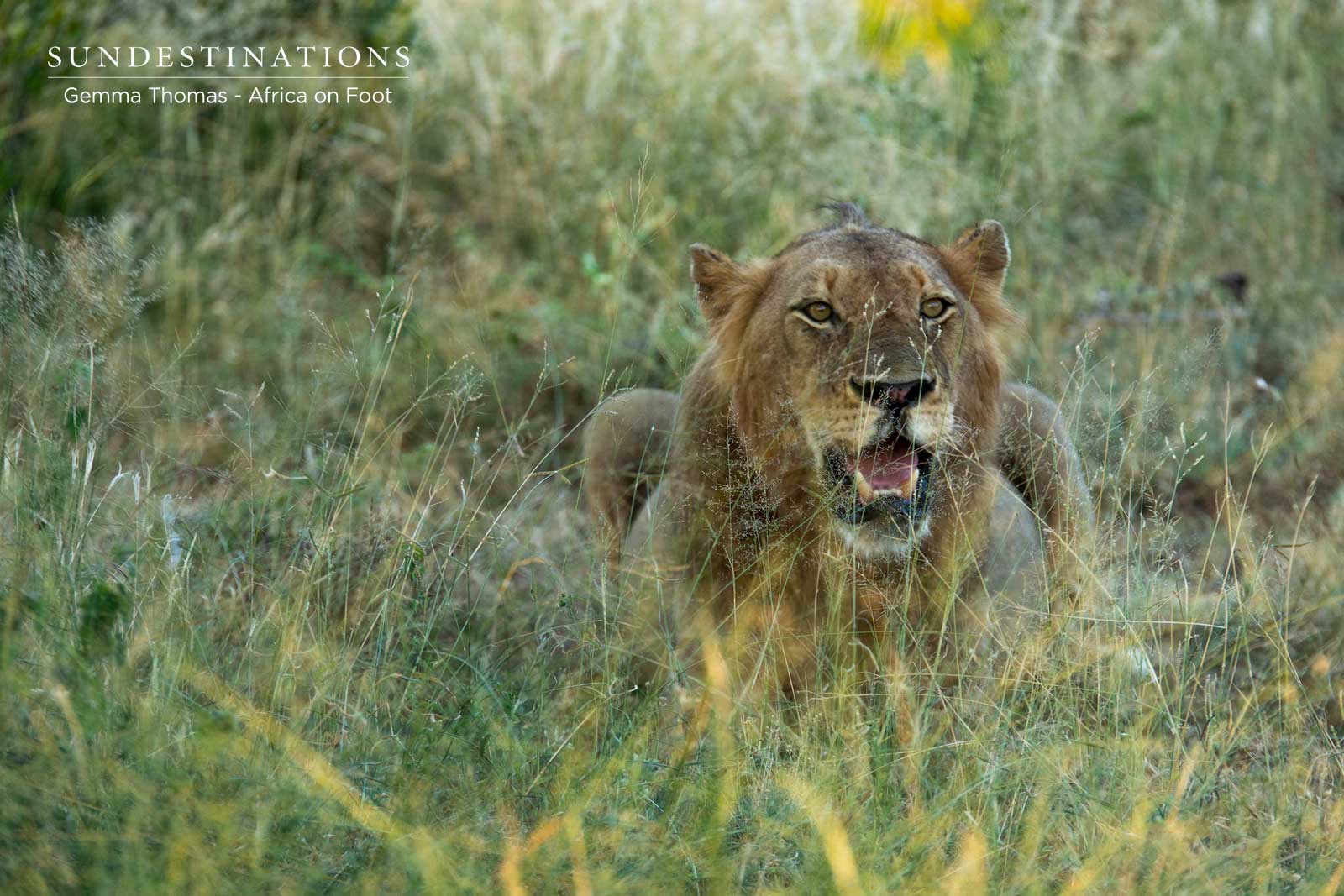 Lions at Africa on Foot Lions at Africa on Foot