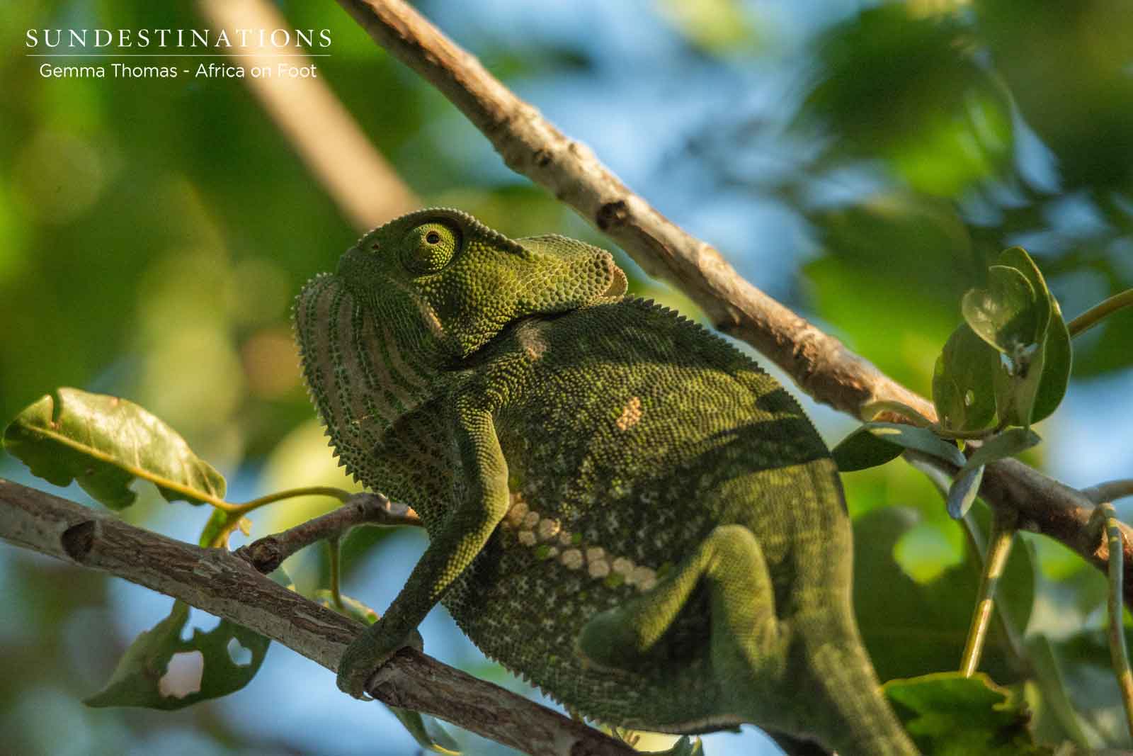 Flap-necked Chameleon Flap-necked Chameleon