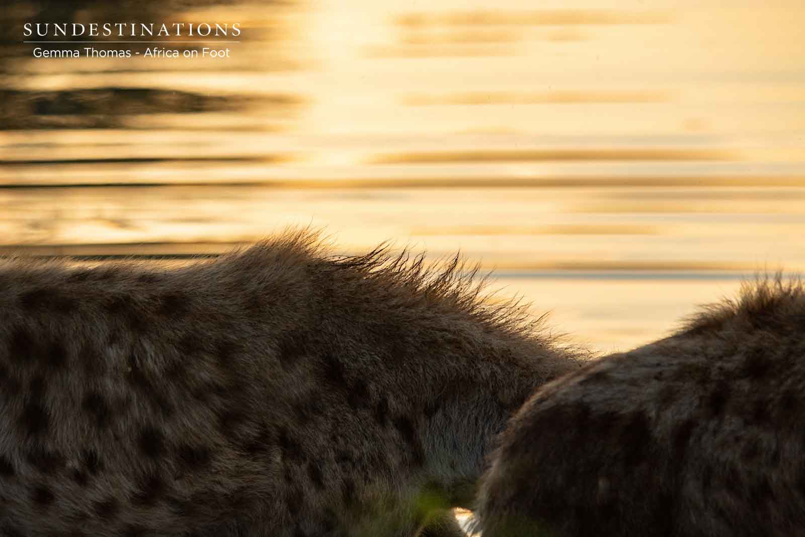 Africa on Foot Hyenas Africa on Foot Hyenas