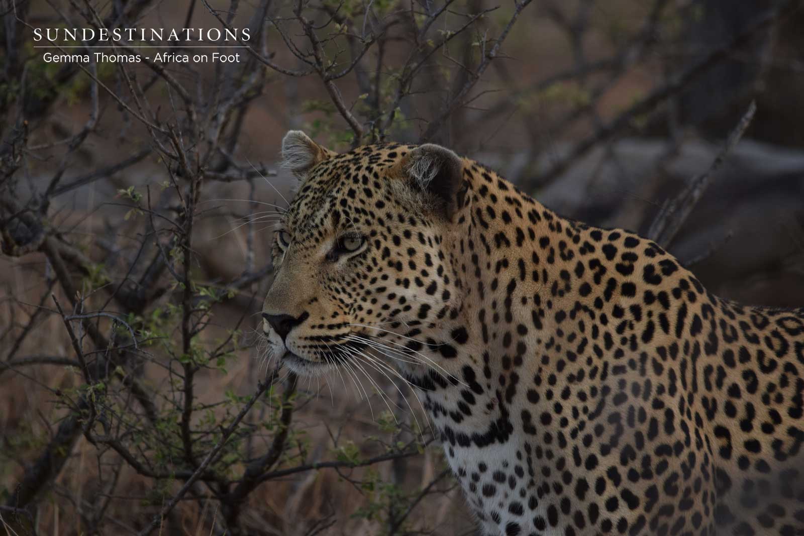 Mondsweni male leopard Mondsweni male leopard