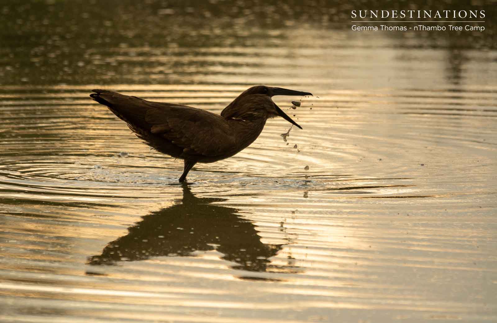 Hamerkop at nThambo Hamerkop at nThambo